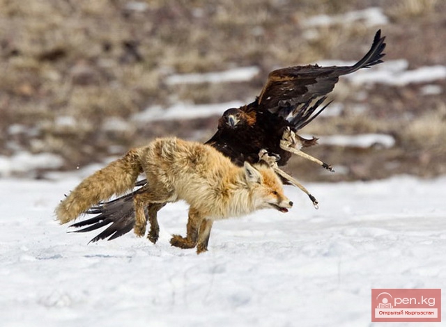 Киргизские охотничьи ловчие птицы