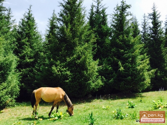 Горнолыжная база "Каракол"