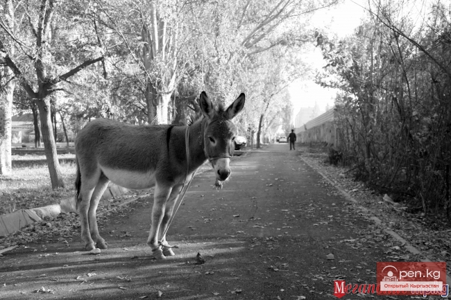 Город, который не в фокусе