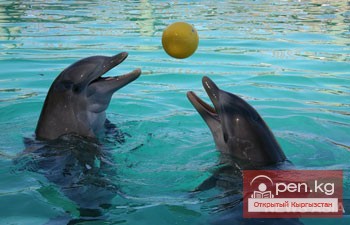 В Бишкек привезли первых в истории КР дельфинов
