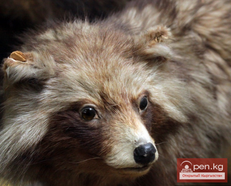 Зоологический музей Биолого – почвенного Института НАН Кыргызской Республики Зоологический музей Биолого – почвенного Института НАН Кыргызской Республики