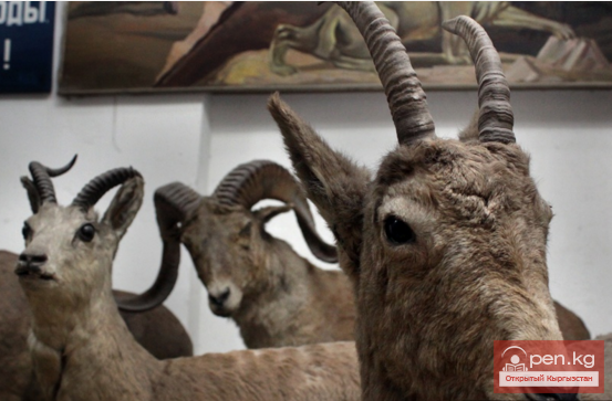 Зоологический музей Биолого – почвенного Института НАН Кыргызской Республики Зоологический музей Биолого – почвенного Института НАН Кыргызской Республики