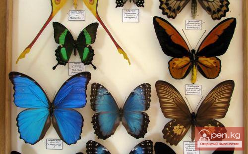 Зоологический музей им. Сапаша Касиева БПИ НАН КР