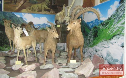 Зоологический музей им. Сапаша Касиева БПИ НАН КР