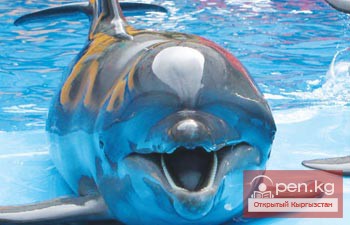 Дельфины, морской котик и кит-белуха на гастролях в Бишкеке