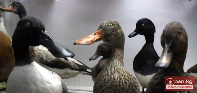 Зоологический музей им. Сапаша Касиева БПИ НАН КР