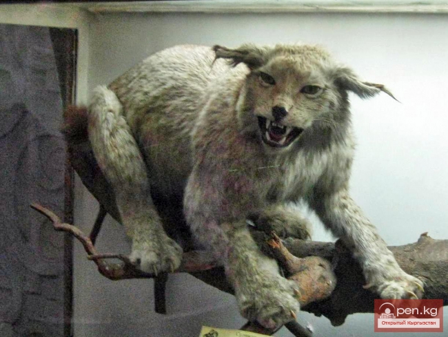 Зоологический музей им. Сапаша Касиева БПИ НАН КР