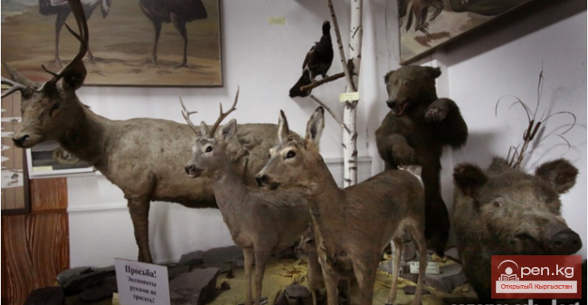 Зоологический музей им. Сапаша Касиева БПИ НАН КР