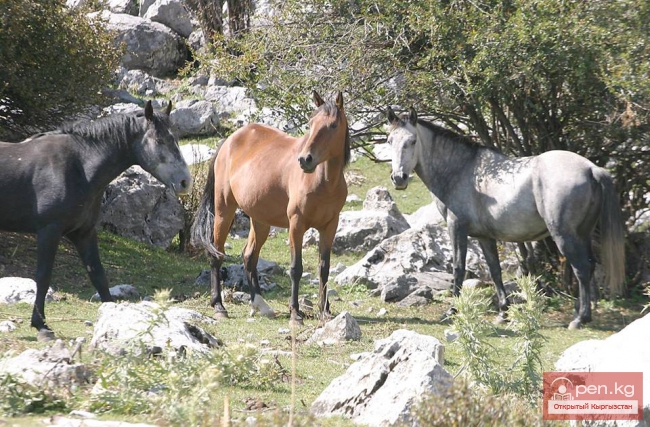 Арсланбоб – «земной рай» Кыргызстана