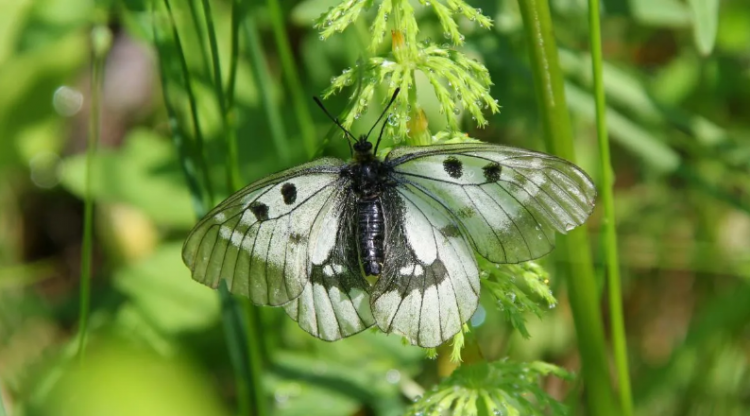 Мнемозина, или Аполлон черный - Мнемозина же кара калдыркан