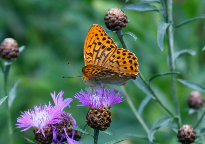 Перламутровка Аглая - Аглая седеп так калдыркан