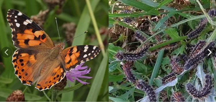 Репейница - Уйгакчыл