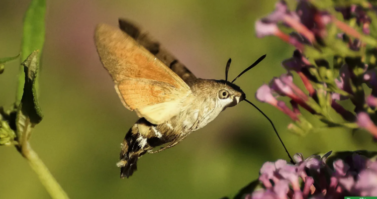 Бражник–языкан - Тилдүү күлүк калдыркан