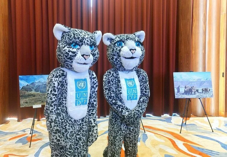 Угроза исчезновения: таяние ледников губит снежного барса, заявили на форуме