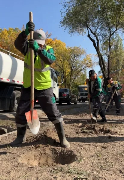 Более 10 тысяч деревьев и кустарников: Бишкек готовится к массовой высадке саженцев