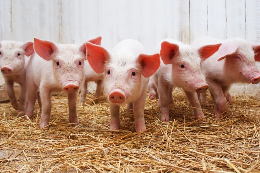 В Японии будут разводить клонированных свиней для пересадки органов людям