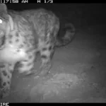 Дикие животные, попавшие в фотоловушки в государственном природном парке «Салкын-Төр»