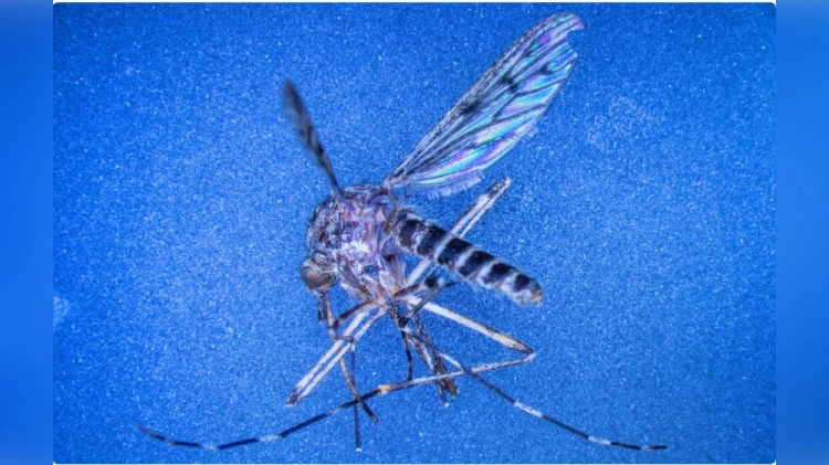 В Исландии впервые обнаружили комаров