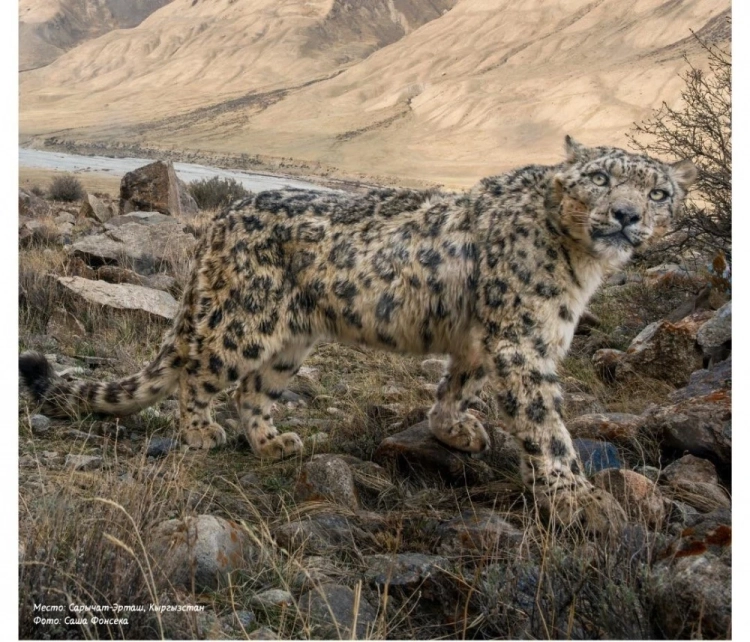 По инициативе КР впервые отмечается Международный день снежного барса