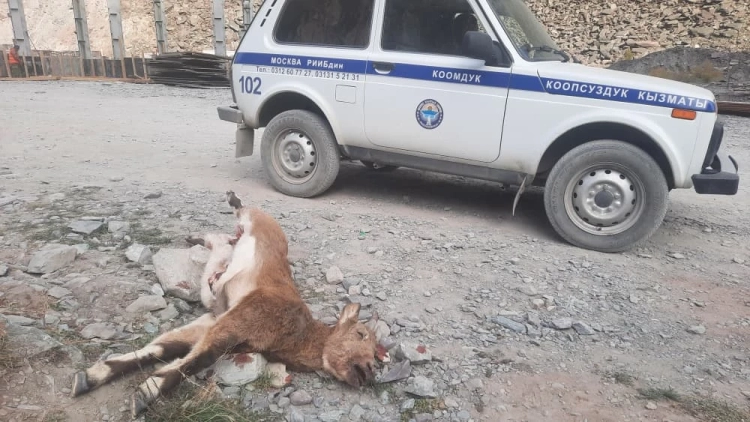 В урочище Ныша браконьеры застрелили дикого горного козла