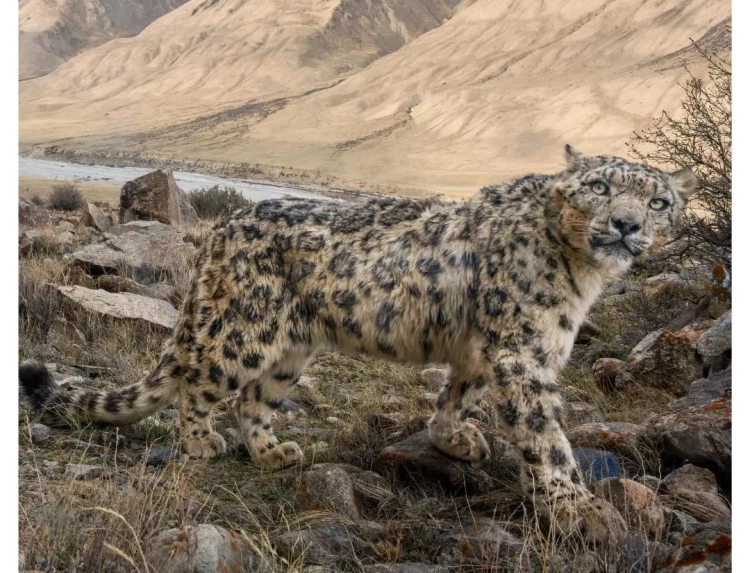 Садыр Жапаров сделал обращение по случаю Международного дня снежного барса