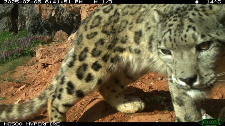 Фотоловушки в парке «Салкын-Тор»: какие дикие животные попали в объектив