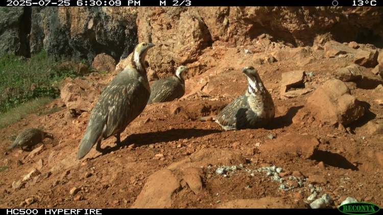 В парке «Салкын-Тор» фотоловушки запечатлели диких животных