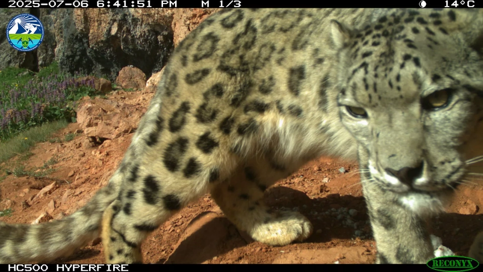 Дикие животные, попавшие в фотоловушки в государственном природном парке «Салкын-Төр»