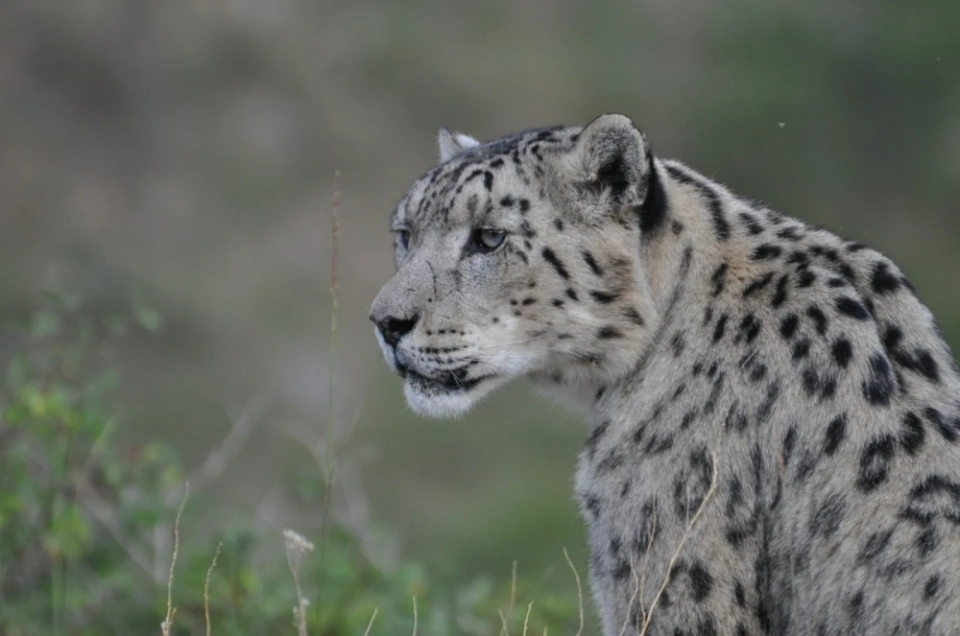 В Оше обсудили роль снежного барса в сохранении биоразнообразия