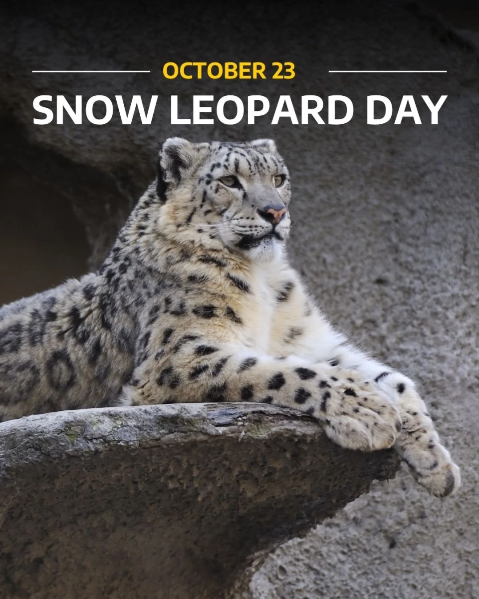 Кампания Кыргызстана в поддержку снежного барса охватила 100 миллионов человек