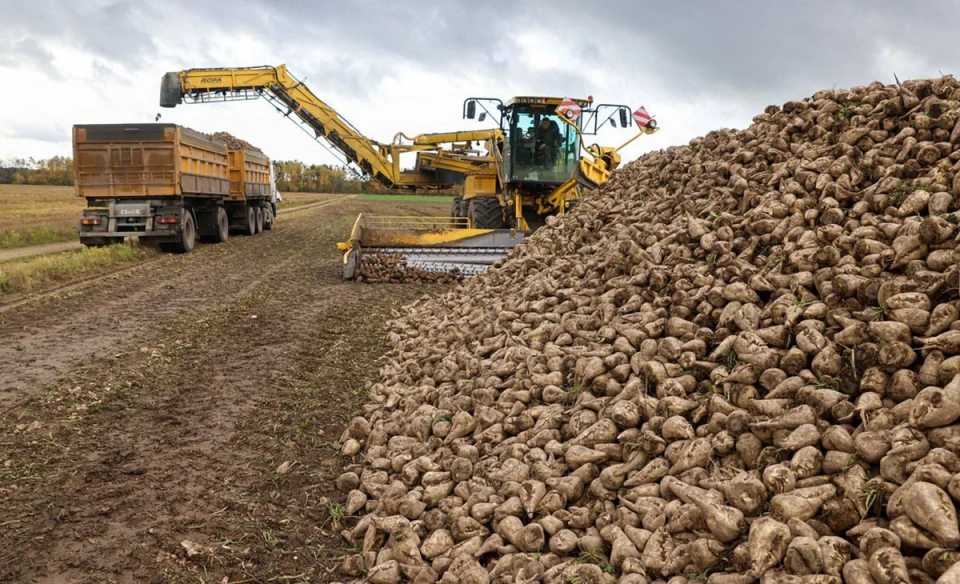 В Чуйской области зафиксирована рекордная урожайность сахарной свеклы
