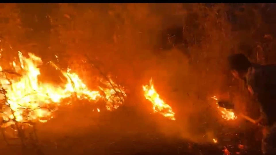 На Иссык-Куле сотрудники туристическо-экологической милиции остановили лесной пожар