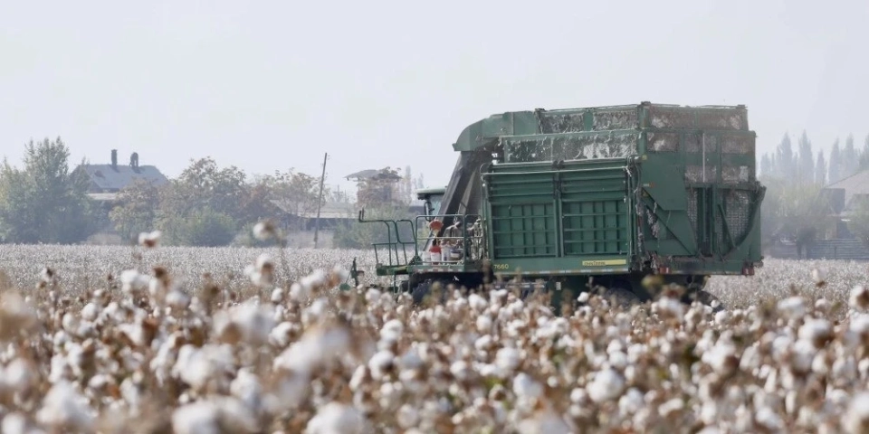 В Араване внедрение капельного полива удвоило сбор хлопка