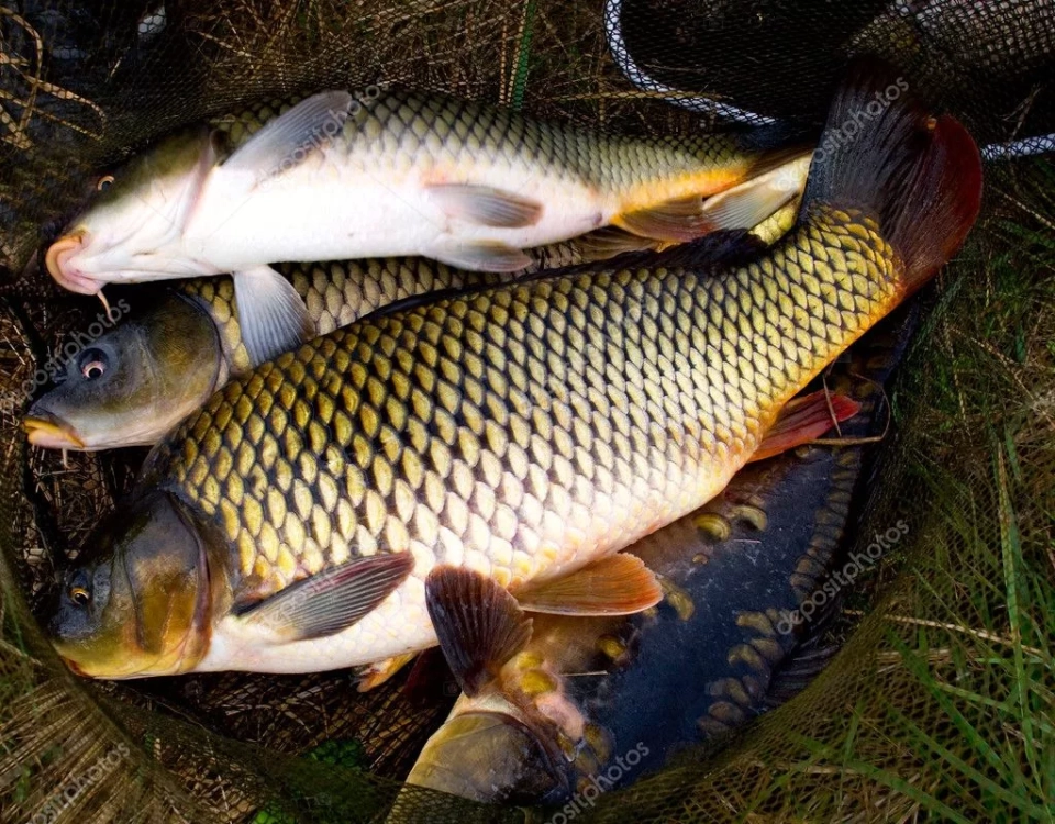 На Иссык-Куле рыбоводов обучают по вопросам диагностики и профилактики болезней рыб